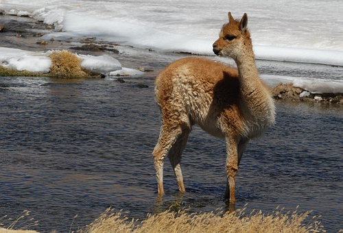 ラマってどんな動物 特徴とは 生き物navi