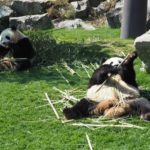 中国の野生のジャイアントパンダの生息地は！？