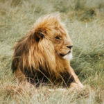 野生のライオンと飼育下のライオンの平均寿命とは！？
