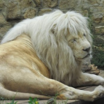 ライオンの毛皮の平均価格はいくら！？