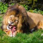 肉食動物ライオンが１日に食べる肉の量とは！？