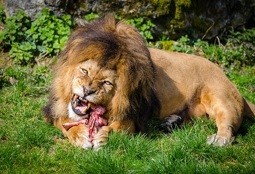 ライオン 肉 量