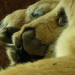 ライオンの前足の指の本数は何本！？