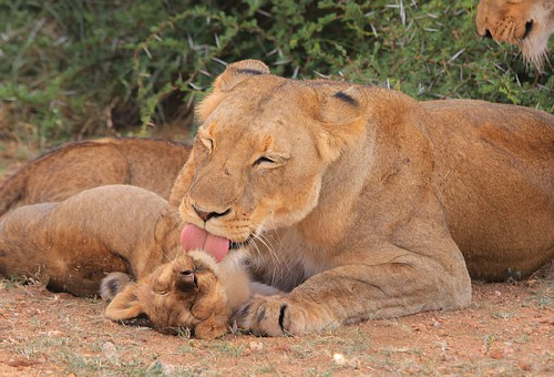 ライオン 出産 年齢