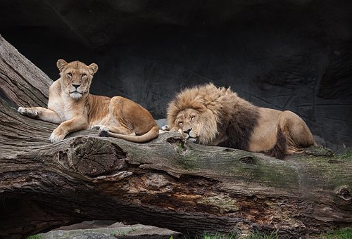 ライオン 繁殖 動物園