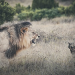 同じネコ科の猫とライオンの違いとは！？