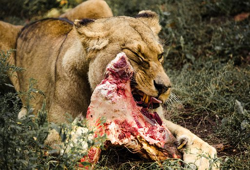 ライオン 野菜 食べない