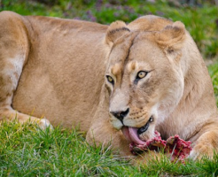 ライオン 餌 食べ方
