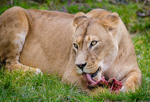ライオン 餌 食べ方
