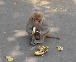 バナナ 猿 なぜ