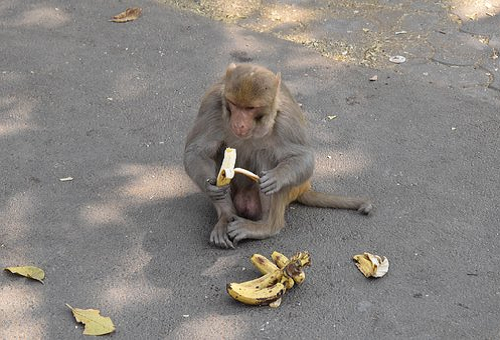 バナナ 猿 なぜ