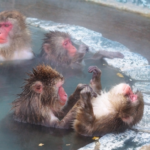 日本で温泉に入る猿が見れる場所は！？