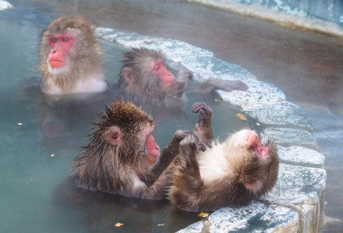 猿 日本 温泉