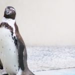増えている！？日本でのペンギンの飼育数はどれくらい！？