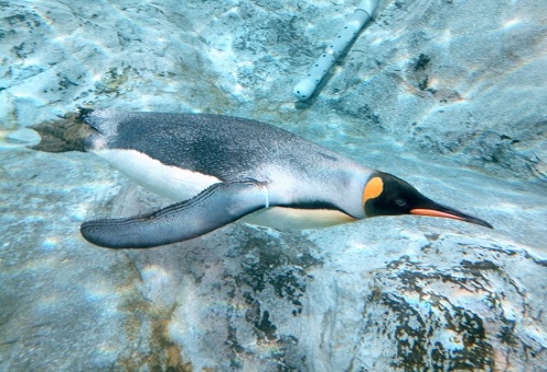 ペンギン なぜ 海