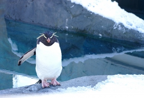 ペンギン 赤ちゃん 生態
