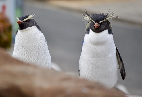 ペンギン 生態 子育て
