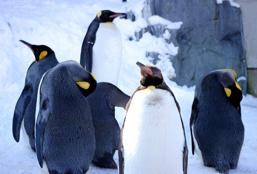 ペンギン 群れ 理由