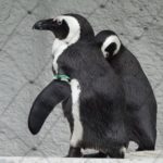 ペンギンがフレンドリーで人懐っこい性格の理由とは！？
