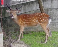 鹿 生態 奈良