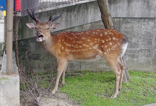 鹿 生態 奈良
