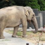象の脳の大きさや重さはどれくらいなの！？