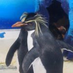 日本でイワトビペンギンに会えるおすすめの水族館はどこ！？