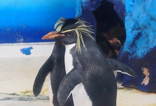 イワトビペンギン 日本 水族館