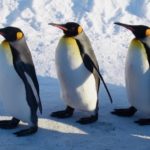 ペンギンの体長の測り方について