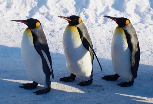 ペンギン 体長 測り方
