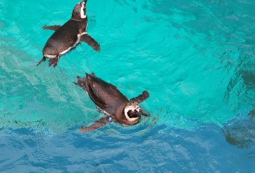 ペンギン 水中 呼吸