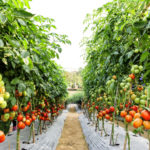 トマトに発生するヨトウムシの駆除・対策方法について