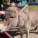 ロバと馬の交配種 ラバ や ケッティ はどんな動物 生き物navi