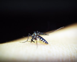 搾り出す 生き物navi