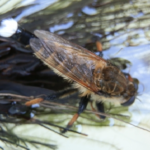 アブって刺すんじゃなくて噛んでるの 生き物navi