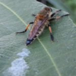 アブって刺すんじゃなくて噛んでるの 生き物navi