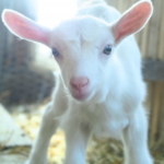 なぜヤギは悪魔になったの 悪魔の名前は 生き物navi