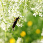 ハサミムシの英語での読み方や名前の由来とは 生き物navi