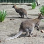 オーストラリアで会えるカンガルーの種類は何がいる！？