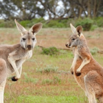 カンガルー（有袋類）はなぜオーストラリアに生息しているの！？