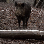 イノシシの名前の由来や英語の読み方とは 生き物navi
