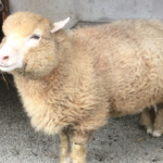 なぜヤギは悪魔になったの 悪魔の名前は 生き物navi