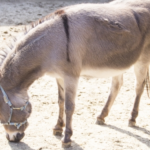 ロバと馬の交配種 ラバ や ケッティ はどんな動物 生き物navi