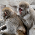 ゴリラが糞を投げる理由とは何 生き物navi