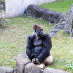 ゴリラの頭の形 なぜ突起した形なの 生き物navi