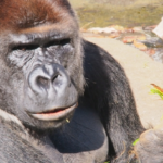 ゴリラのオスメスの違いは何 生き物navi