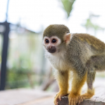 ペットとして飼える猿の種類と値段とは 生き物navi