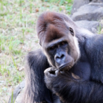 ゴリラの種類の名前 一覧まとめ 生き物navi