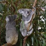 野生のコアラってオーストラリアしか生息してないの？生息数は！？