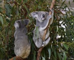 コアラ 野生 オーストラリア
